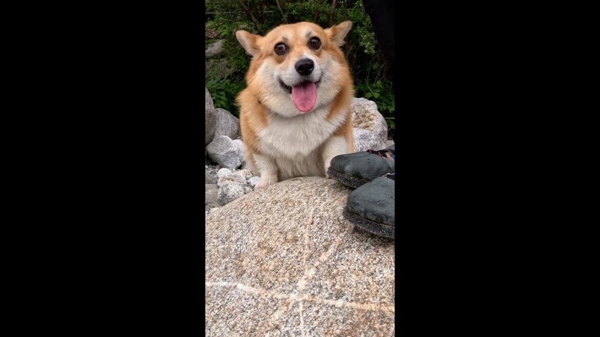 石に登るコーギー / Corgi climbing on boulder #corgi #コーギー#サクラ