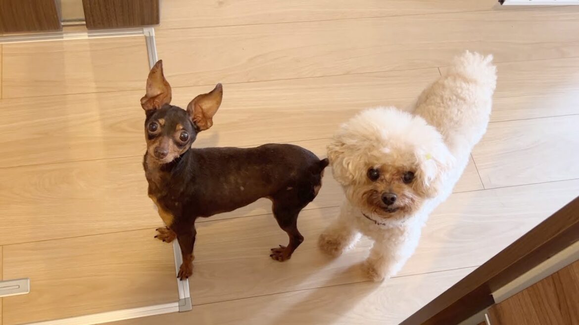 食べるのが大好きな3ヶ月目の保護犬ミニピン