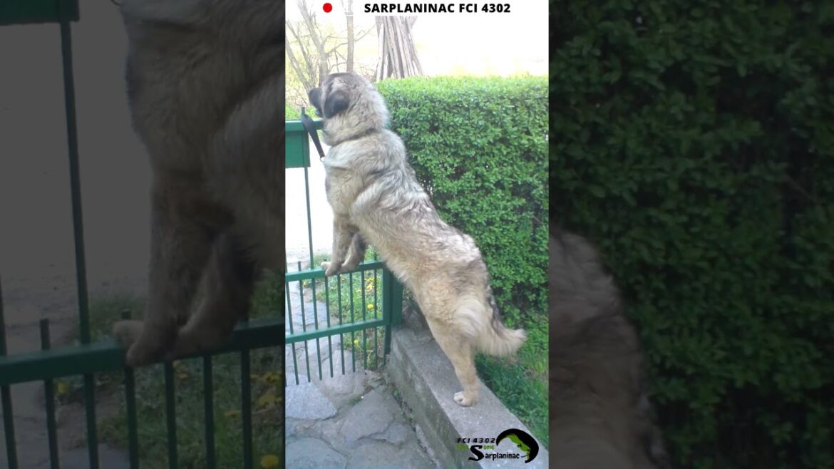 Shepherd Pup's EPIC Bridge Adventure! #shorts