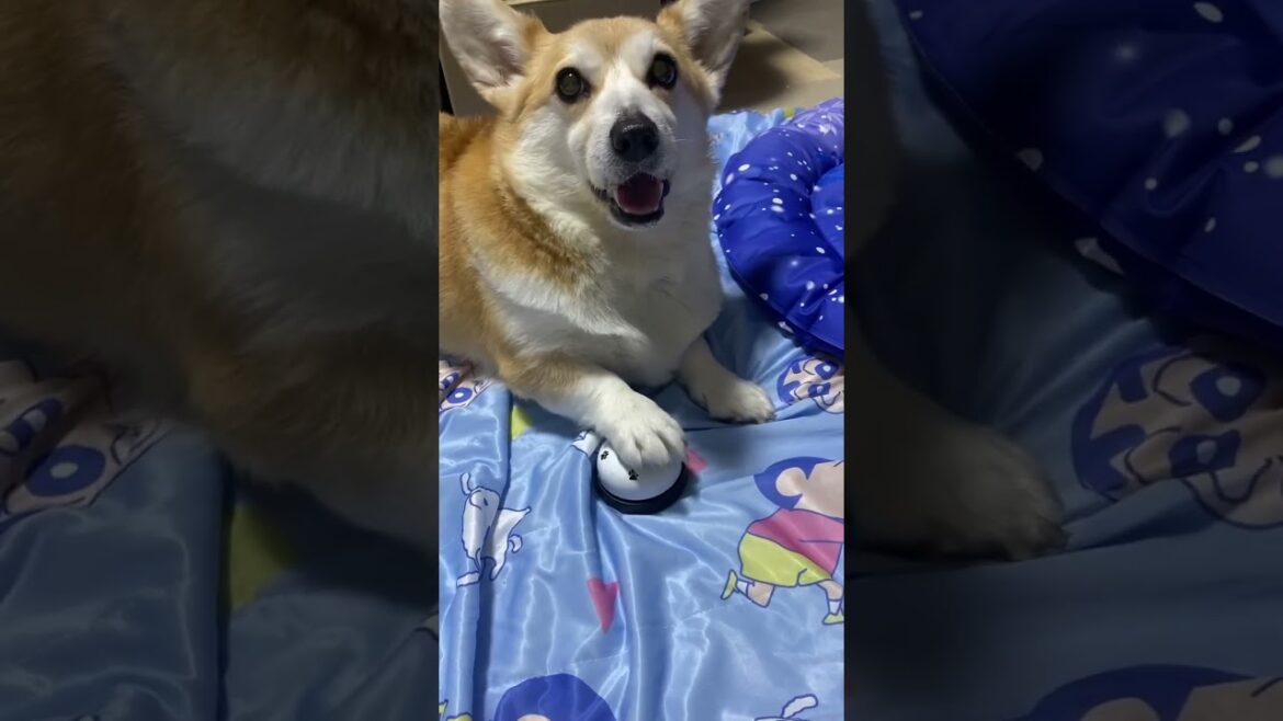 止まらないベル鳴らし🔔#shorts