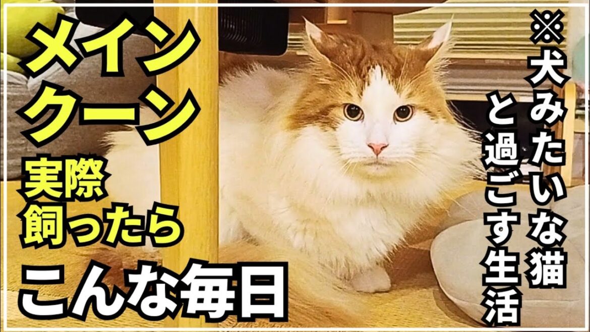 犬みたいな大きい猫メインクーンの日常