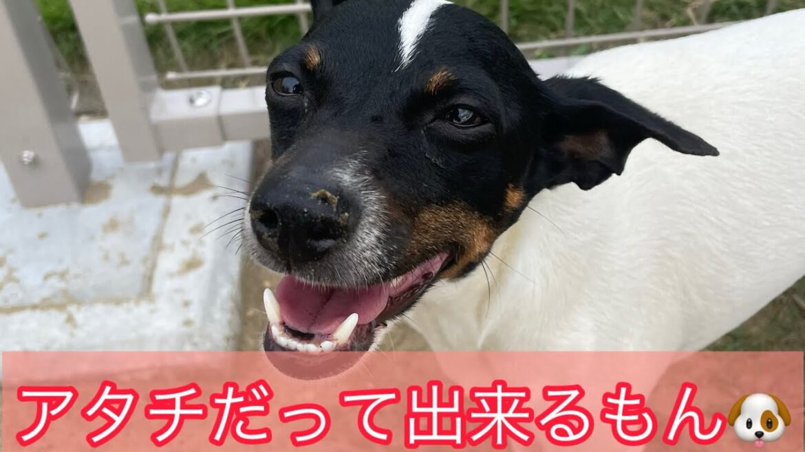 『日本テリア』つむぎのフェンスすり抜けチャレンジ✊　アタチだって出来るもん🐶　#shorts #japaneseterrier #日本テリア #犬との暮らし