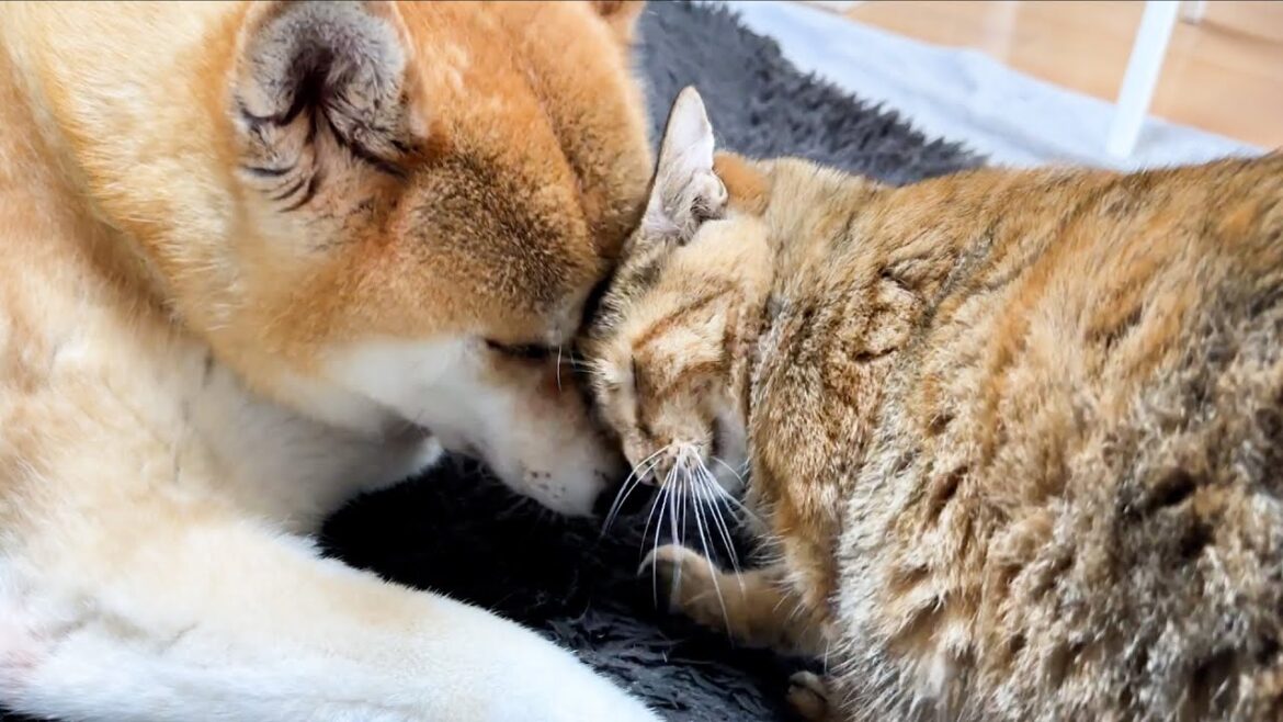 柴犬がどこに移動しても絶対についてきて甘える猫の愛が強くて可愛いです