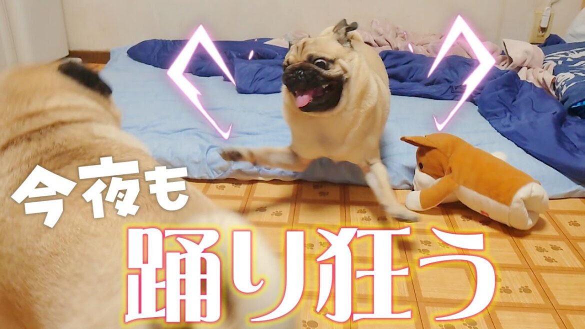 今宵も寝る前のダンスが激しすぎるパグ達|今日は突進が多めのダンスになっております|パグのぺろぽん兄弟pug犬| 今宵も寝る前のダンスが激しすぎるパグ達|今日は突進が多めのダンスになっております|パグのぺろぽん兄弟pug犬|