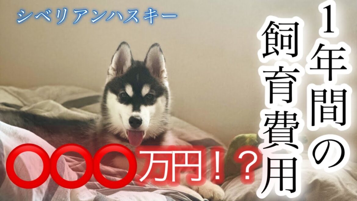 『高額‼️』犬1年間の飼育費用💰［シベリアンハスキー］