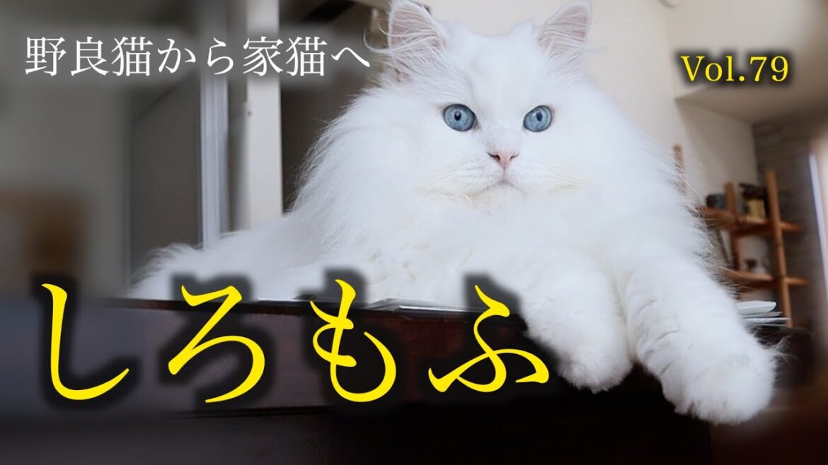 捨て猫の面影はどこ？王様級な被毛のしろもふでうっとりしてください♡A white cat with a kingly coat