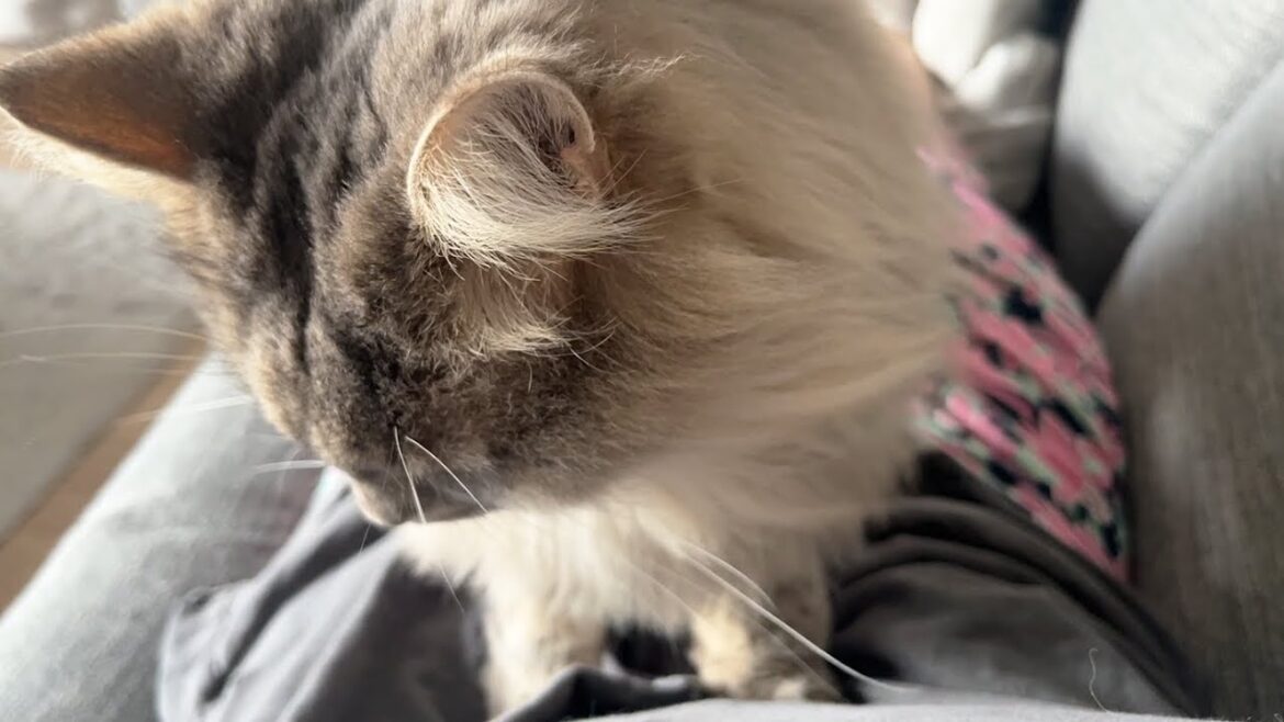 病院から帰ってきて妙に甘えん坊になってしまった猫はこちらです ノルウェージャンフォレストキャット 病院から帰ってきて妙に甘えん坊になってしまった猫はこちらです ノルウェージャンフォレストキャット