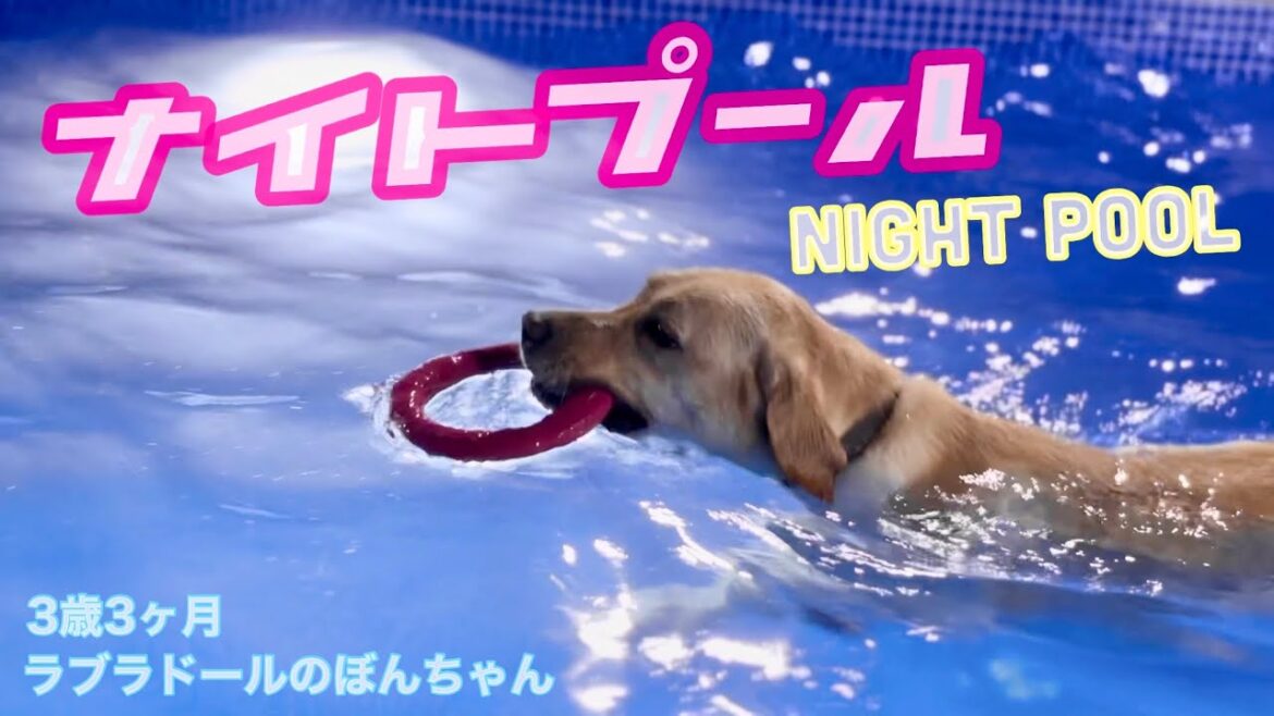 【ラブラドール#143】イケてるやろ？初めてナイトプール行ってきた★labrador retriever ラブラドールレトリバー night pool 黒ラブ　チョコラブ