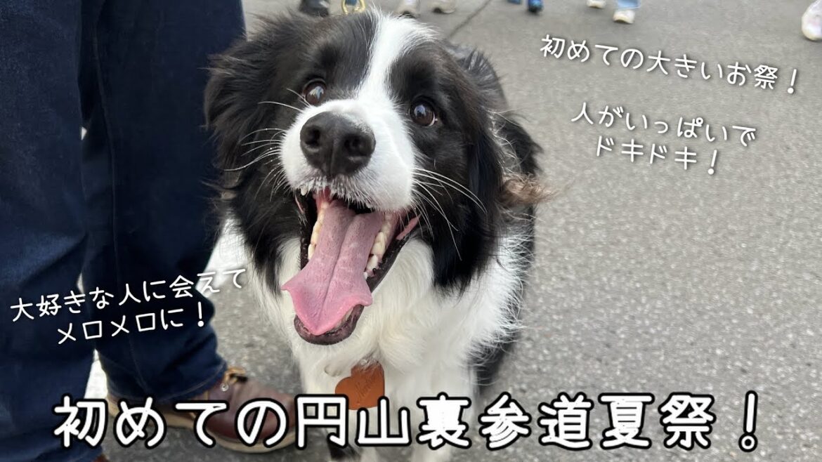 初めての大きいお祭!?円山裏参道夏祭へ!大好きな人たちに会えてメロメロなボーダーコリー!なちゅのうまうまもね!😊 初めての大きいお祭!?円山裏参道夏祭へ!大好きな人たちに会えてメロメロなボーダーコリー!なちゅのうまうまもね!😊