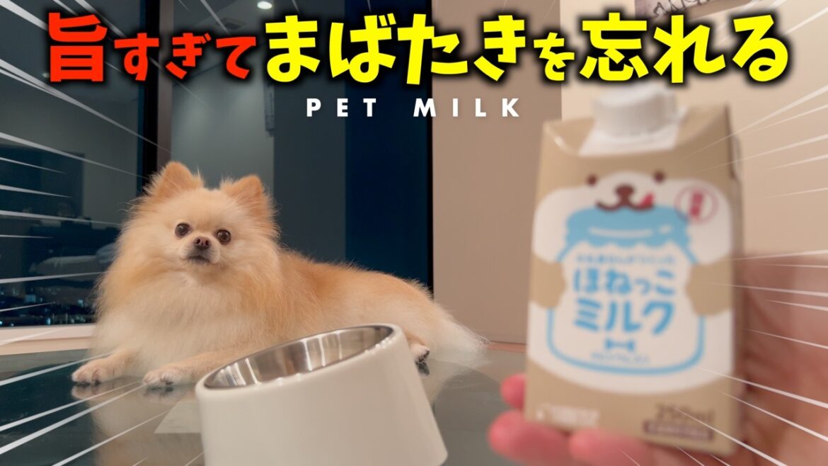 犬用ミルクに夢中なポメラニアンはまばたきを忘れた