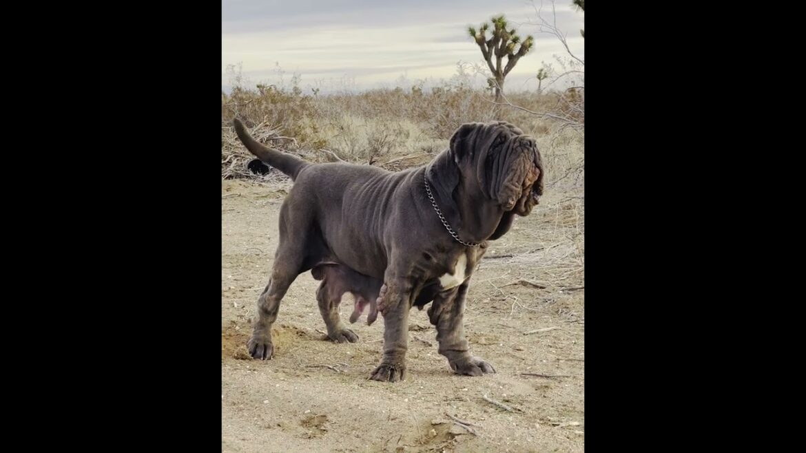 Neapolitan Mastiff Guard