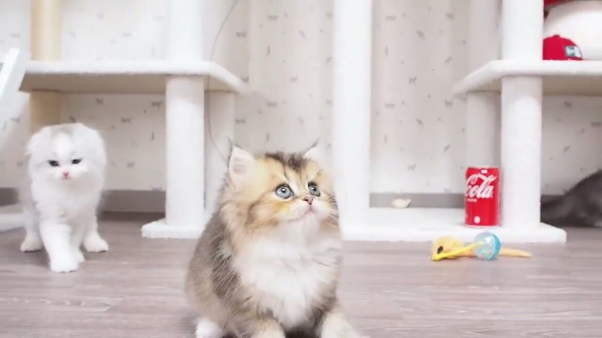 スコティッシュフォールド 遊び大好きで陽気な性格 父親ICCチャンピオン ブラウンティックドタビー(ロングヘアー) スコティッシュフォールド 遊び大好きで陽気な性格 父親ICCチャンピオン ブラウンティックドタビー(ロングヘアー)