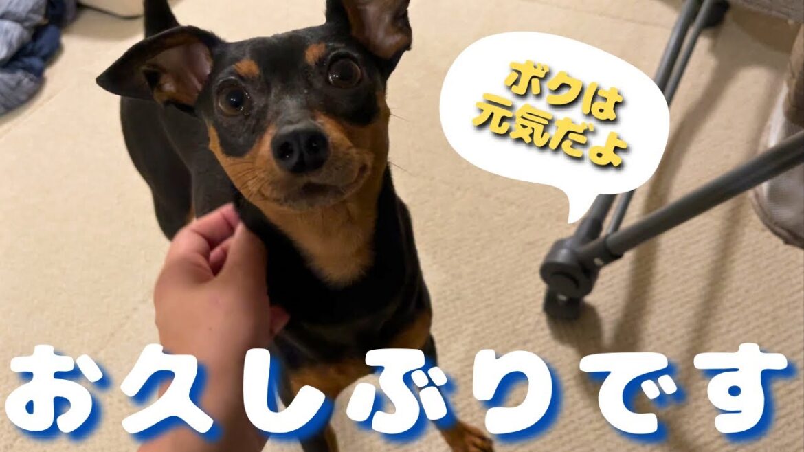 【再開】2ヶ月も動画を投稿できなかった理由【ミニピン】