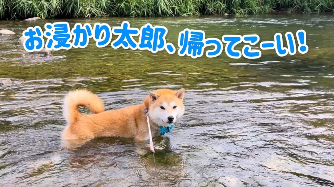 川遊びから全然帰って来ない陽キャ柴犬お浸かり太郎がかわいい