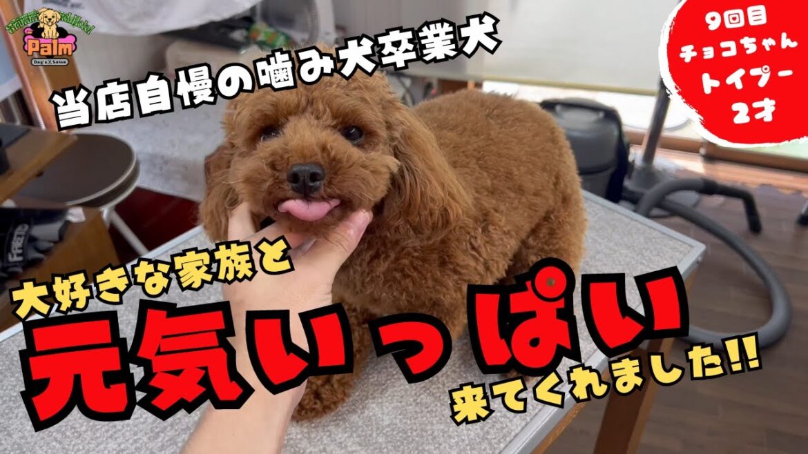 これが本来のチョコちゃん!!噛み犬を卒業したトイプードルのトリミング!! これが本来のチョコちゃん!!噛み犬を卒業したトイプードルのトリミング!!