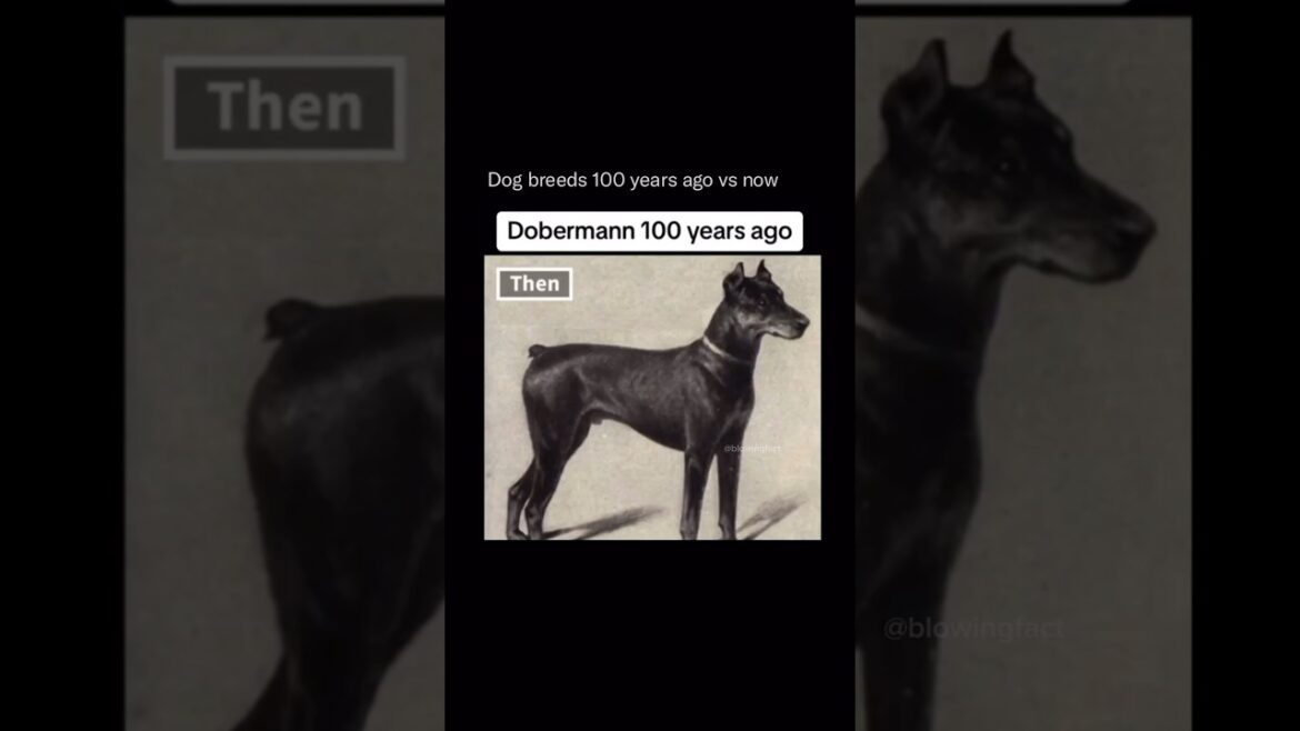 The Fascinating Transformation of Dog Breeds Over Centuries #shortsviral