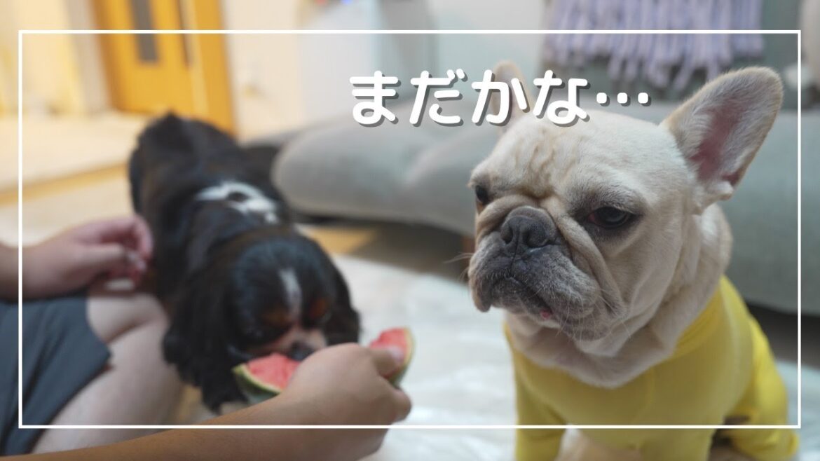 後輩犬キャバリアがスイカを食べている間、律儀に順番待ちをする先輩犬フレブルが可愛いw