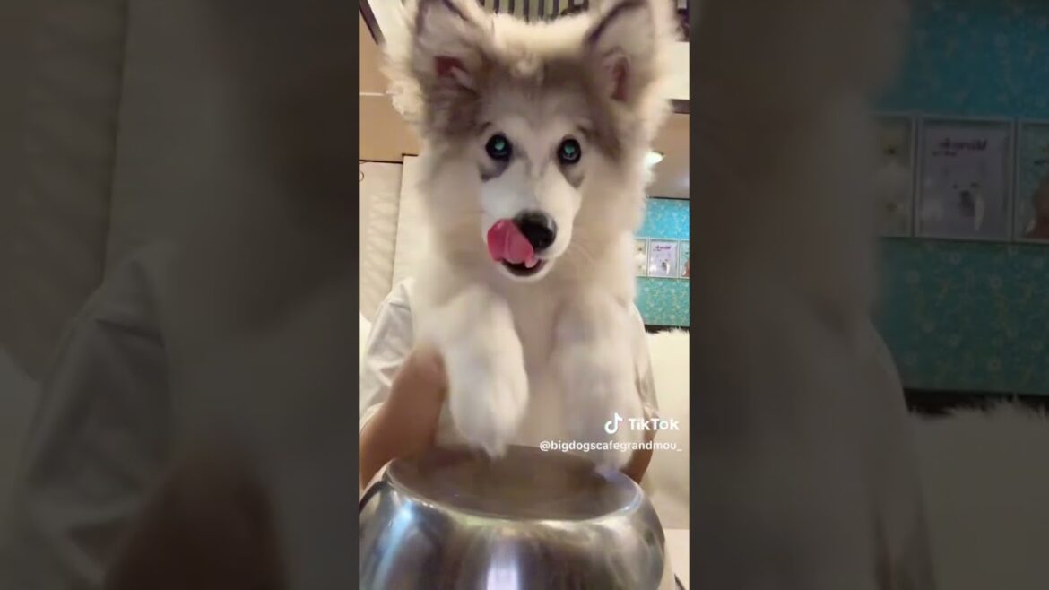 アラスカンマラミュート パピー #alaskanmalamute #puppy #阿拉斯加雪橇犬