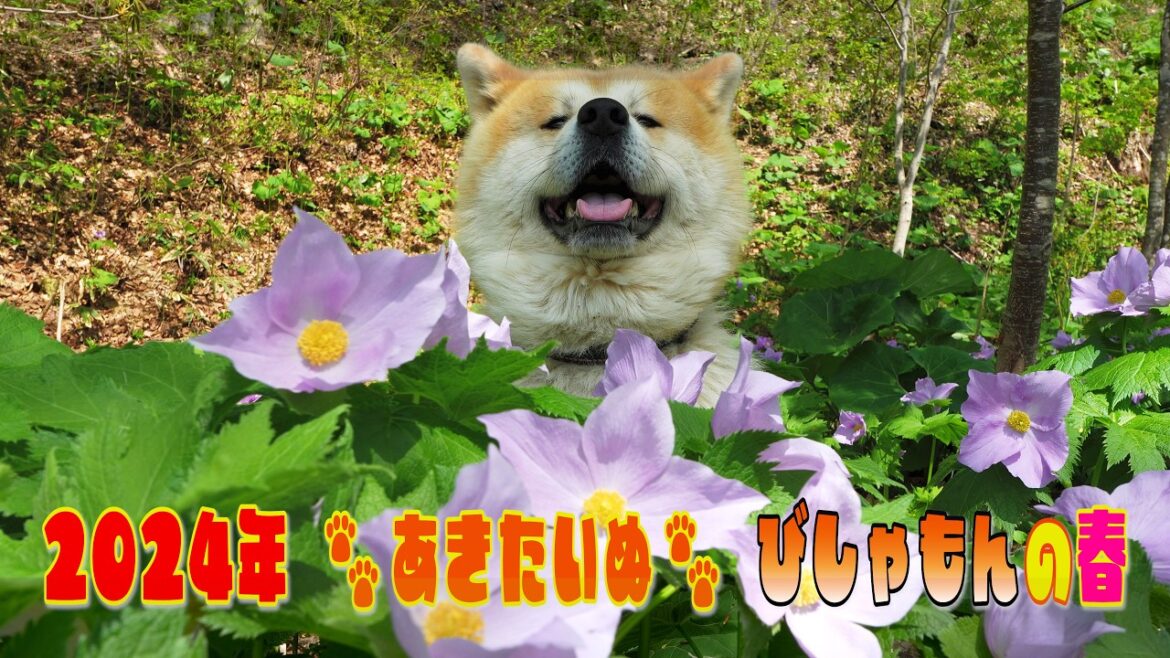 2024年　秋田犬「びしゃもんの春」