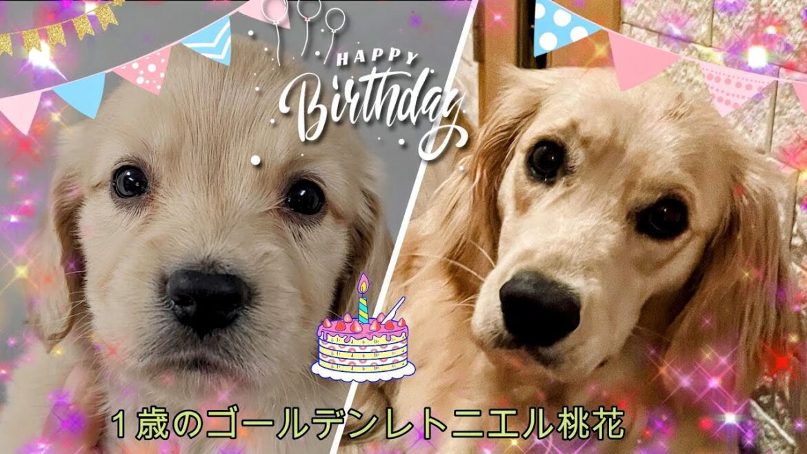 桃花の誕生日Vlog🎥 1歳のお祝いドキュメント