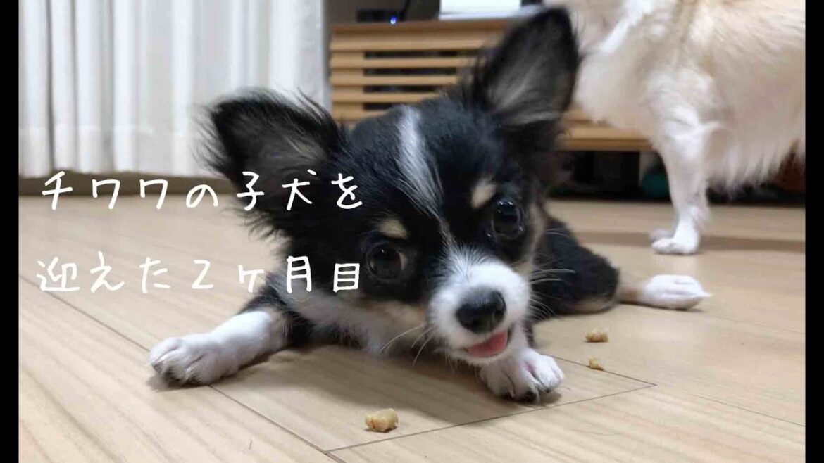チワワの子犬を迎えて2ヶ月目の日々成長動画   chihuahua puppy チワワの子犬を迎えて2ヶ月目の日々成長動画   chihuahua puppy