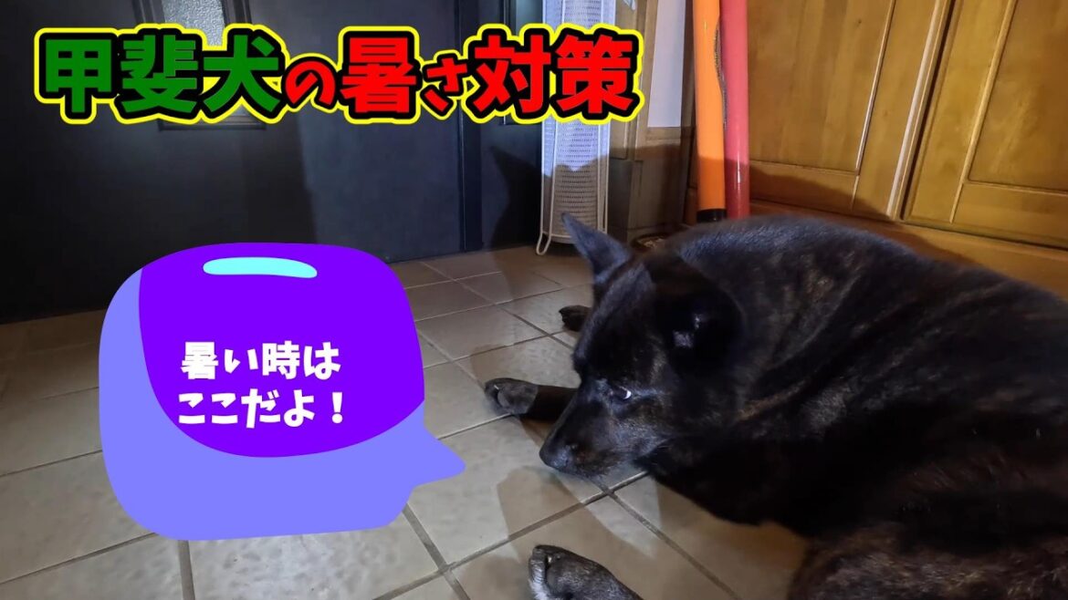 甲斐犬の暑さ対策- 甲斐犬いち 甲斐犬の暑さ対策- 甲斐犬いち