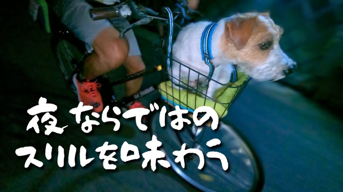 いつもの公園を夜に散歩したら怖い目に遭いました