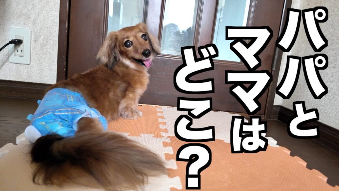 【お留守番】再会した愛犬の反応が面白すぎた【カニンヘンダックスえびすの日常】