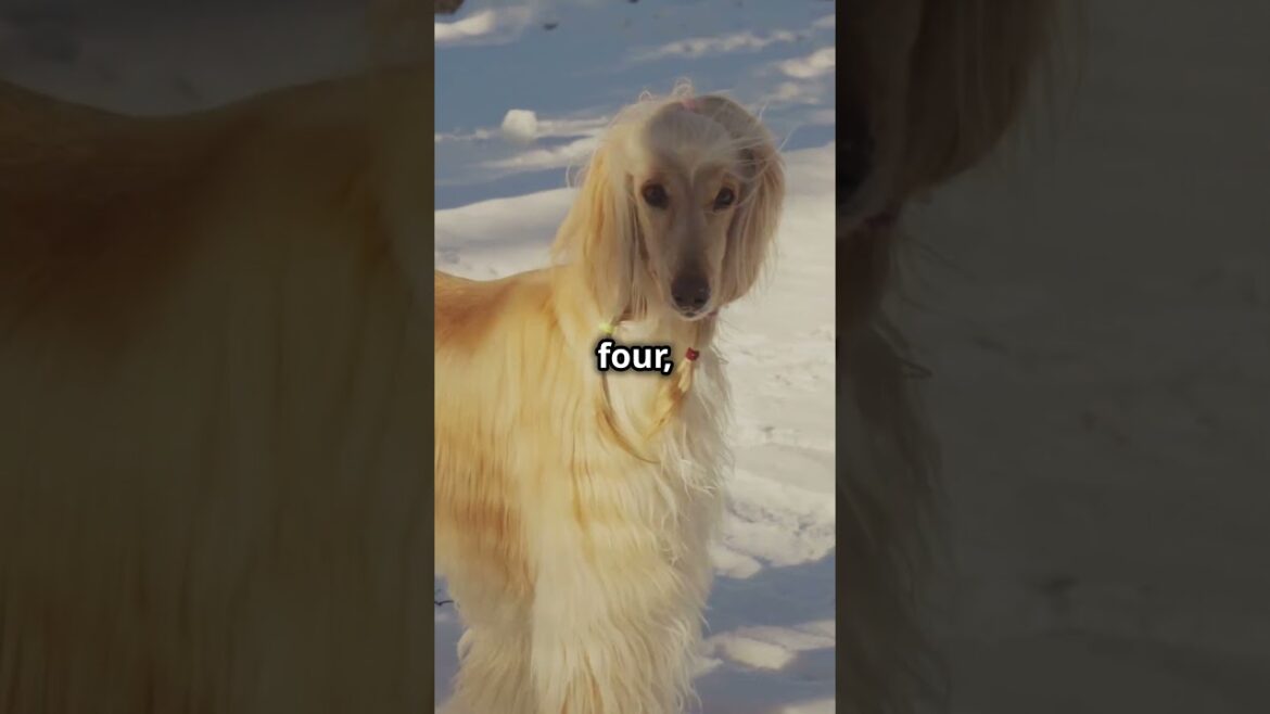 5 Dog Breeds with Stunningly Unique Coat Colors 🐶✨#shorts