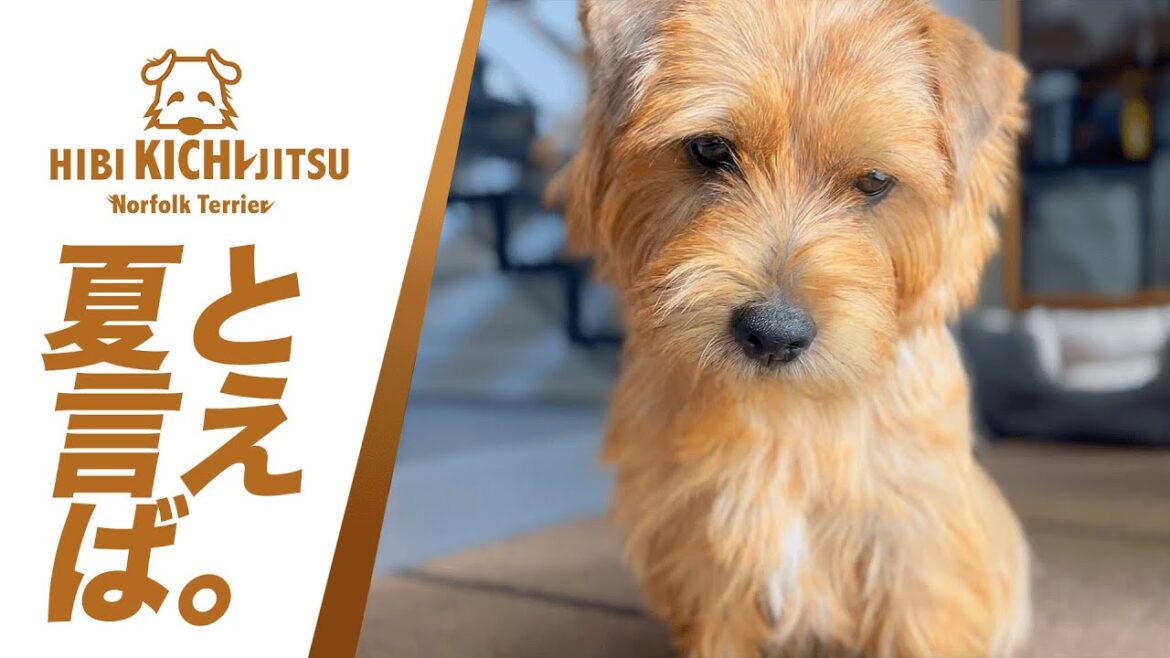 愛犬キチ 今年も夏といえば【ノーフォークテリア  norfolkterrier  犬 dog watermelon 】