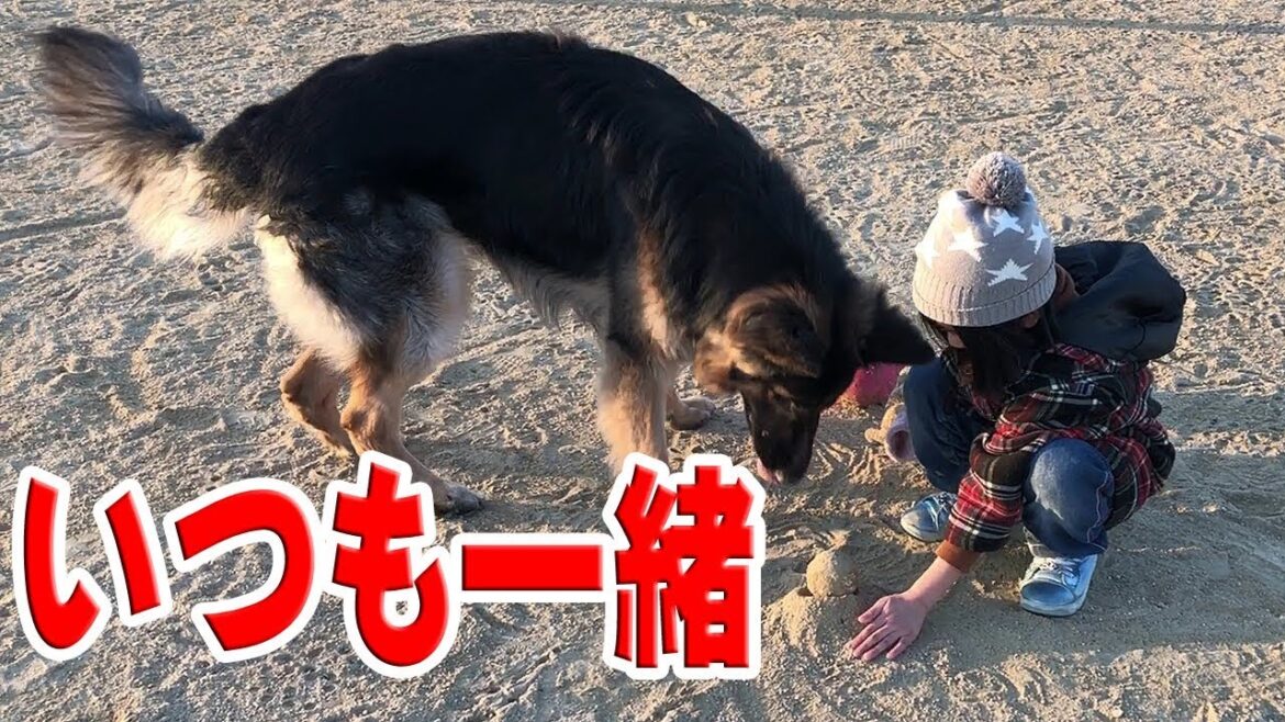 大型犬 ジャーマンシェパード犬 この匂いは焼き鳥だ！German Shepherd dog