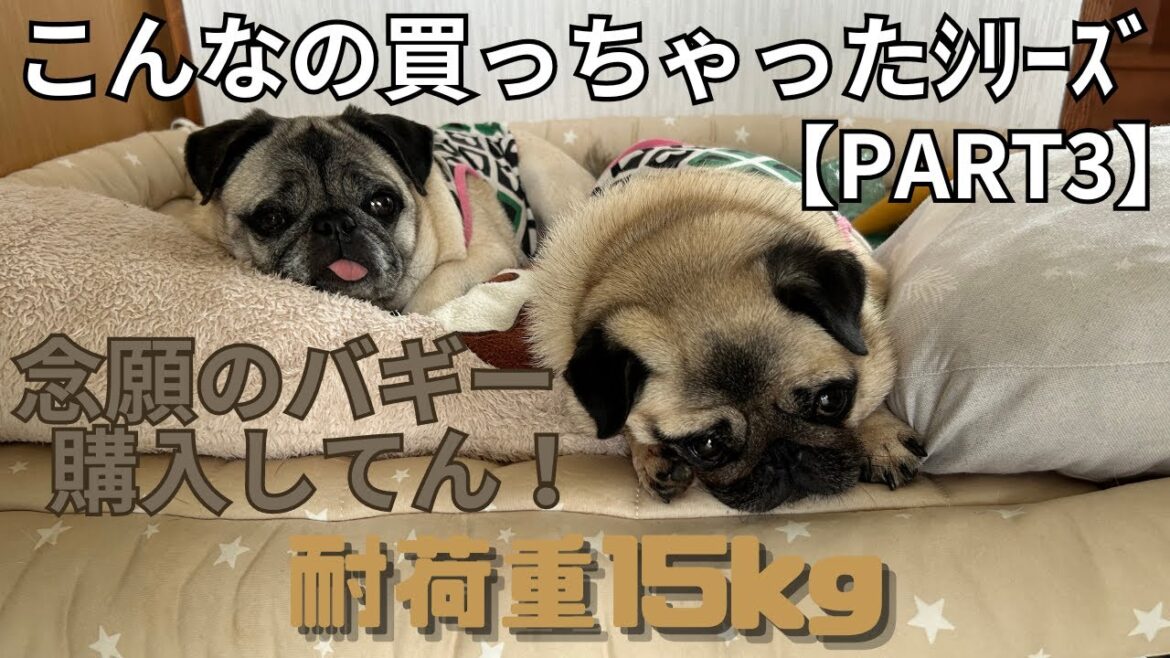 愛犬🐶パグたちのために念願のバギー(耐荷重15kg)を購入しました！ゆったりして快適でしたワン🐾