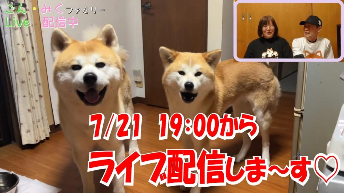 ごん・みくファミリー♡　ライブ配信♪　秋田犬【ごん・みく チャンネル】