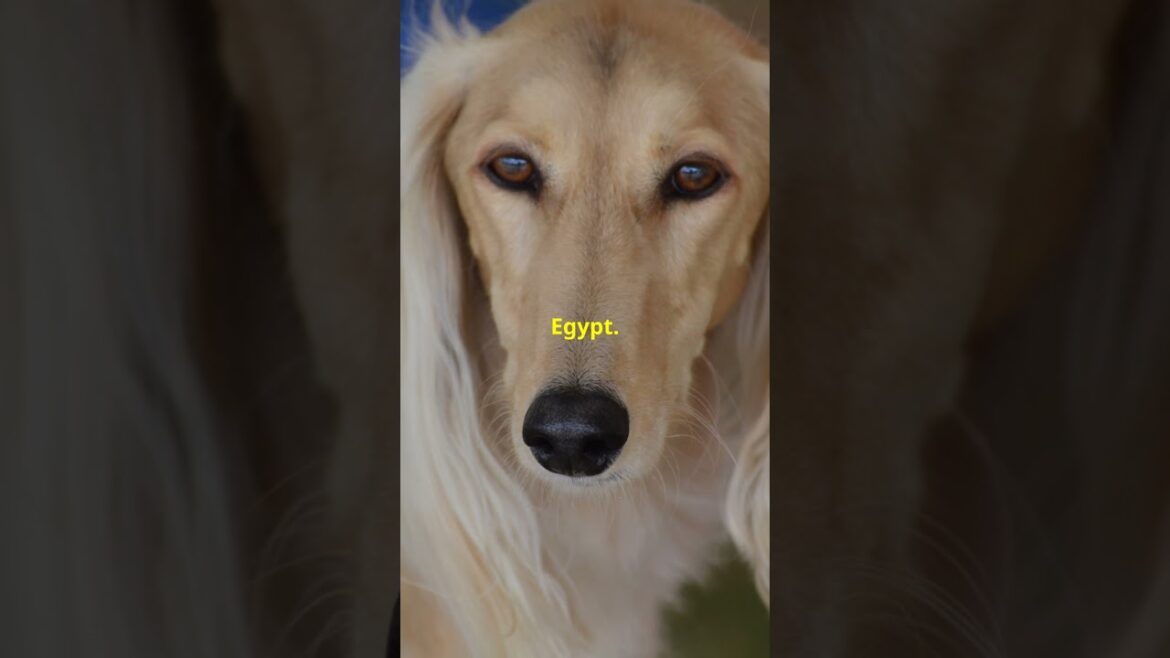 Discover the World's Oldest Dog Breeds: Ancient Canine Legends Revealed! #dogknowledge #funnydogs