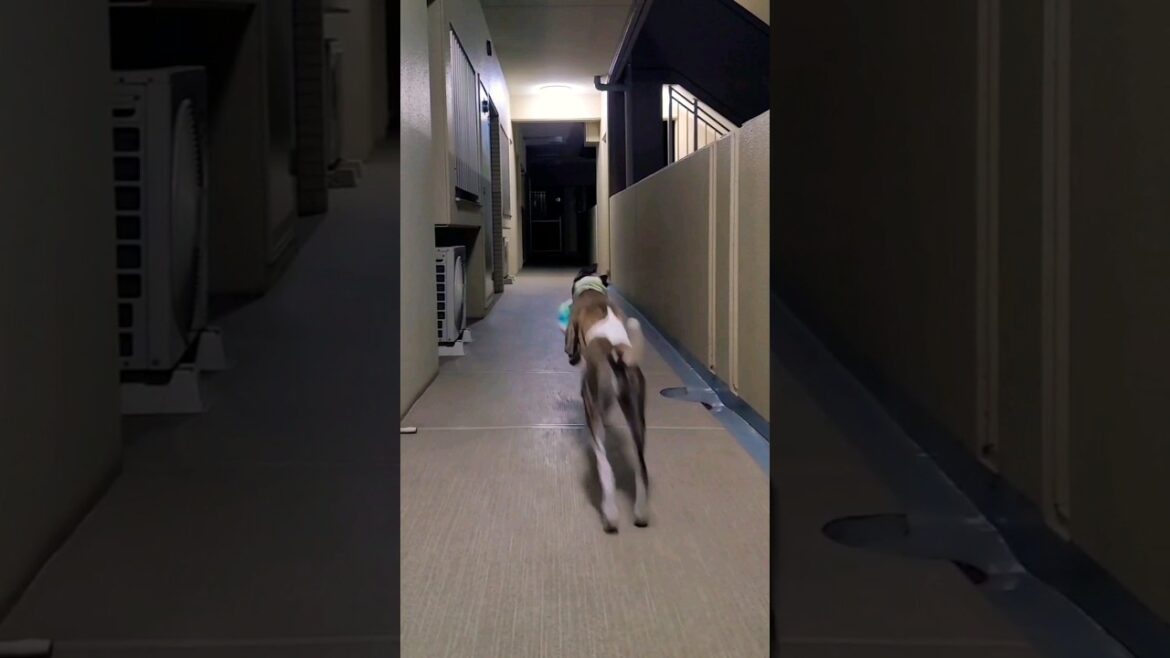 火曜サスペンスイッヌ😱怖いわ🤣ウィペットのカイトちゃん。 Whippet Dog KAITO Horror Night FUKUOKA🇯🇵
