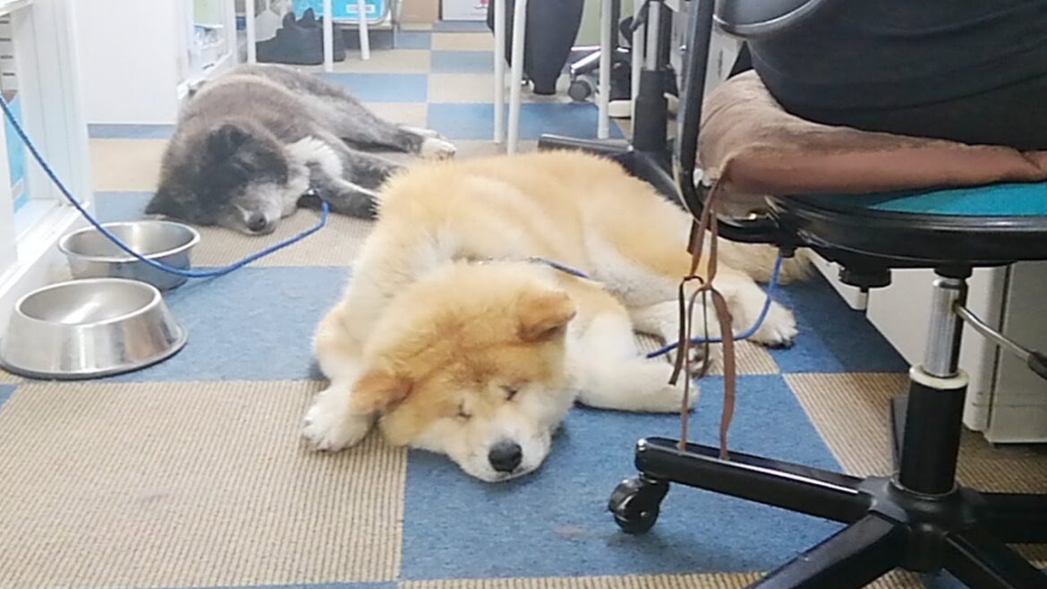 秋田犬会館配信！