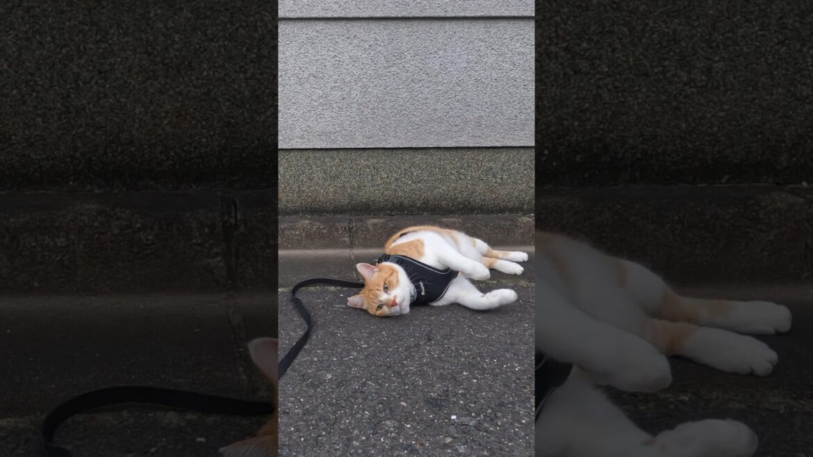 道路のザラザラが大好物な猫 #元野良猫チャチャ #猫武将 #ねこ #ネコ #cat #チャチャ 道路のザラザラが大好物な猫 #元野良猫チャチャ #猫武将 #ねこ #ネコ #cat #チャチャ
