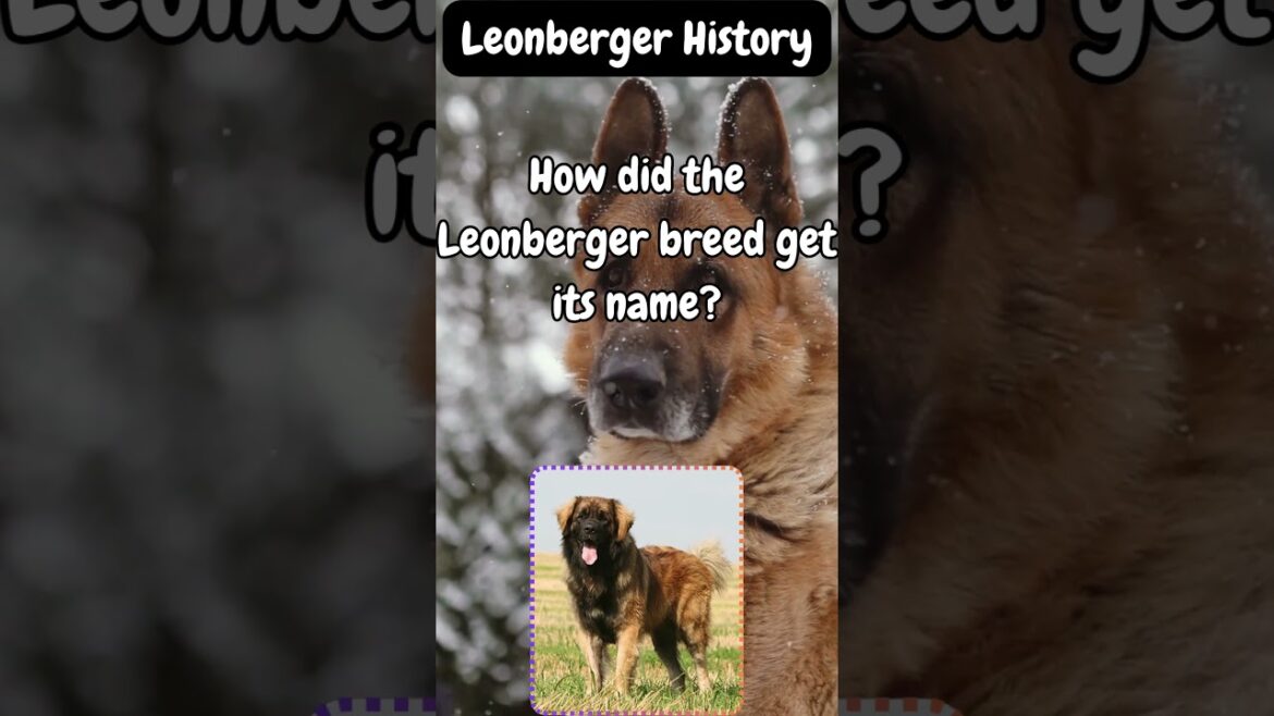 Leonberger History #shorts #facts #dogknowledge #dogbreed