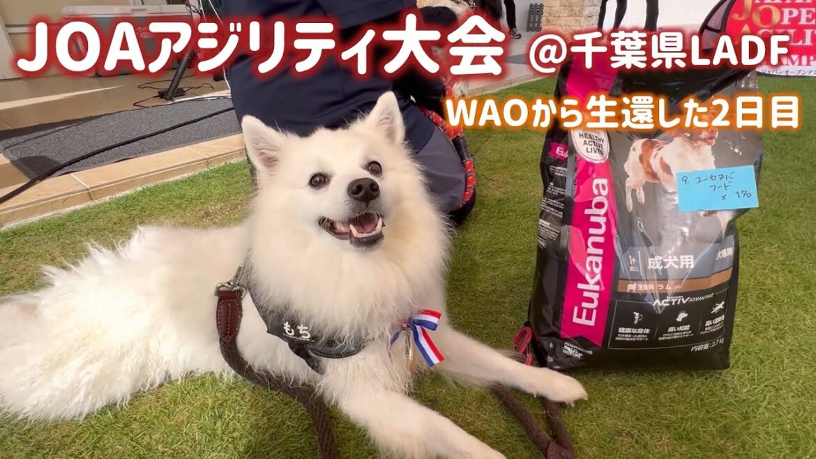 【JOAアジリティ大会】WAOから生還した2日目【日本スピッツ☆もち】