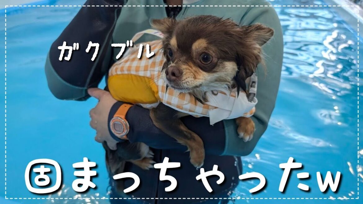 【チワワの休日】水に入るのが苦手なチワワの２回目のプール教室🛟２週間ぶりのプールの反応は...？【チワワ】【チョコタン】