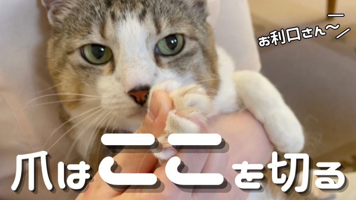 【猫の爪切り】現役スタッフと猫ちゃんが実演します！