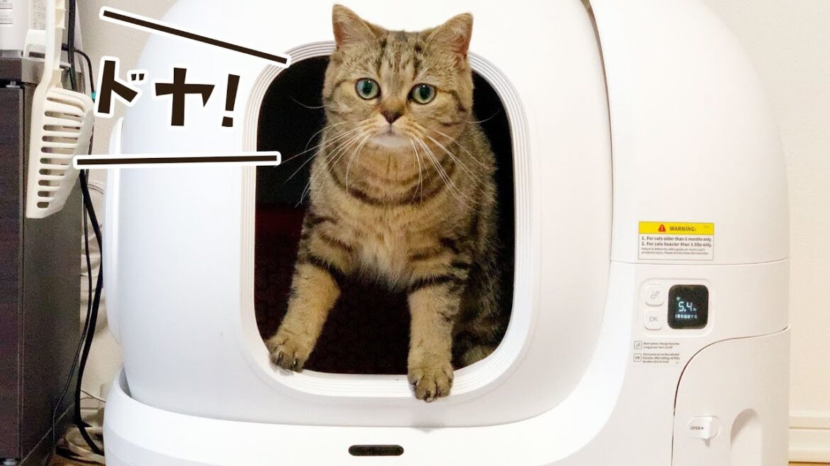 うんちとおしっこのコンボ技を決めた後にドヤ顔をする猫がこちらです笑 #305【生後1年と4日目 スコティッシュフォールド】
