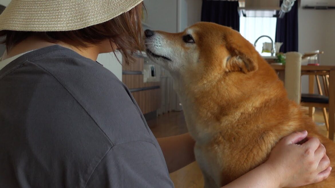 一日ぶりの再会！ママ大好き柴犬がママの姿を見つけた瞬間‥