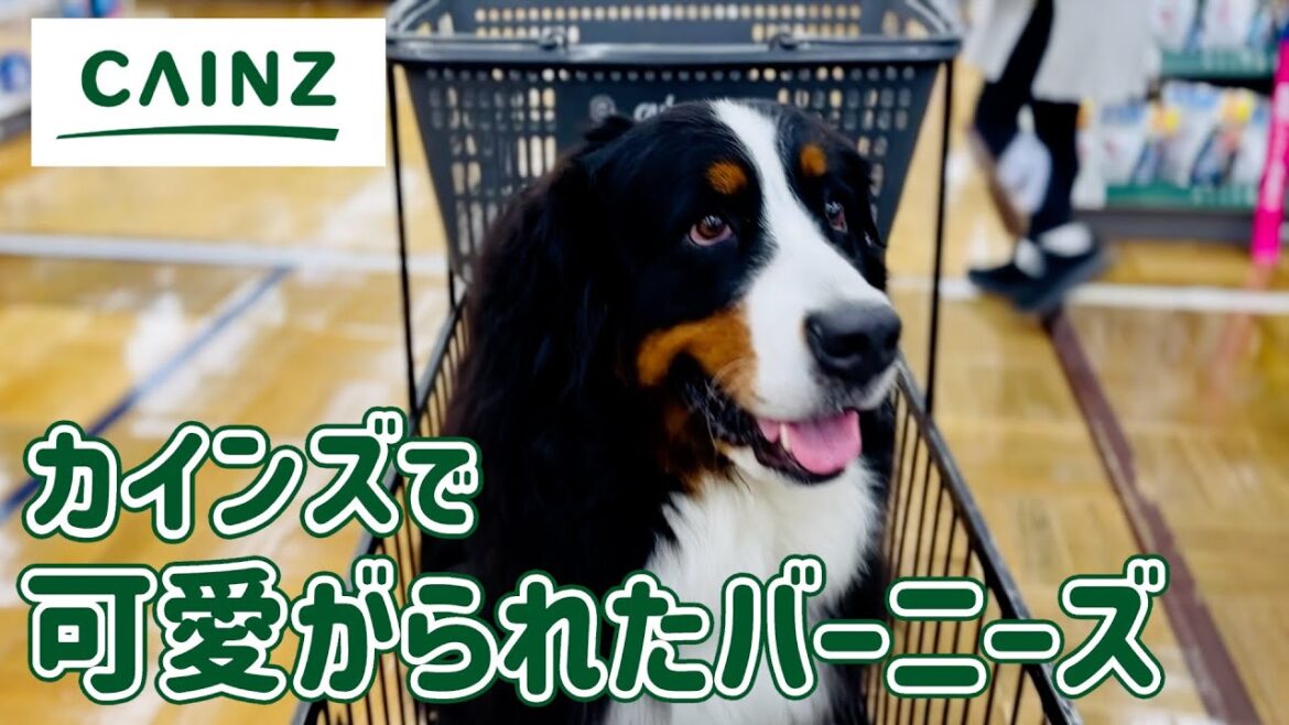 カインズでたくさんの人に可愛がられたバーニーズマウンテンドッグ カインズでたくさんの人に可愛がられたバーニーズマウンテンドッグ