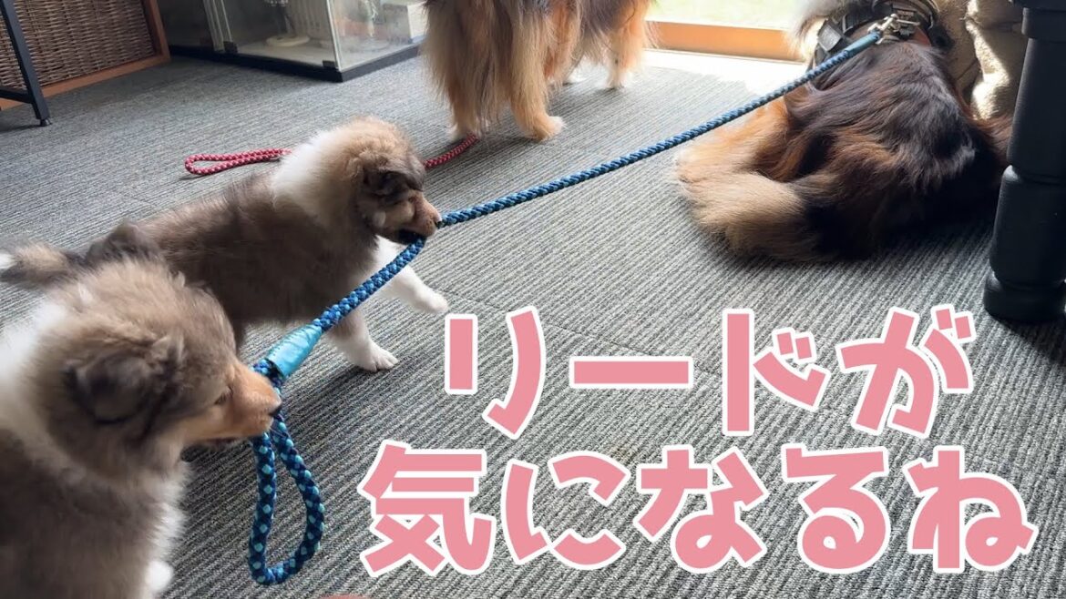 【シェルティ】リードが気になるね🐾【興味津々】