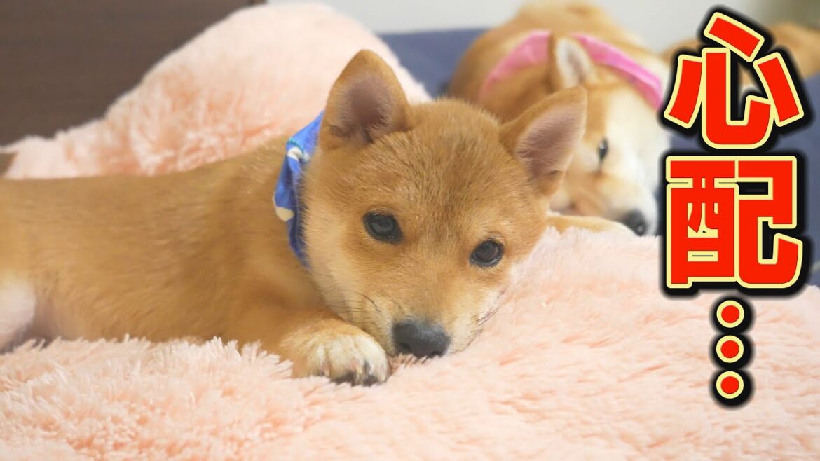 朝から夜まで走り回り、一睡もしない子犬が心配・・・ 朝から夜まで走り回り、一睡もしない子犬が心配・・・