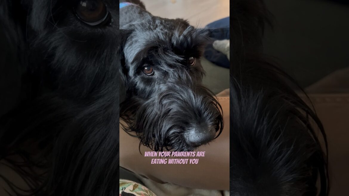 Giant Schnauzer puppy eyes 👀🥹🖤🐾 #dogshorts