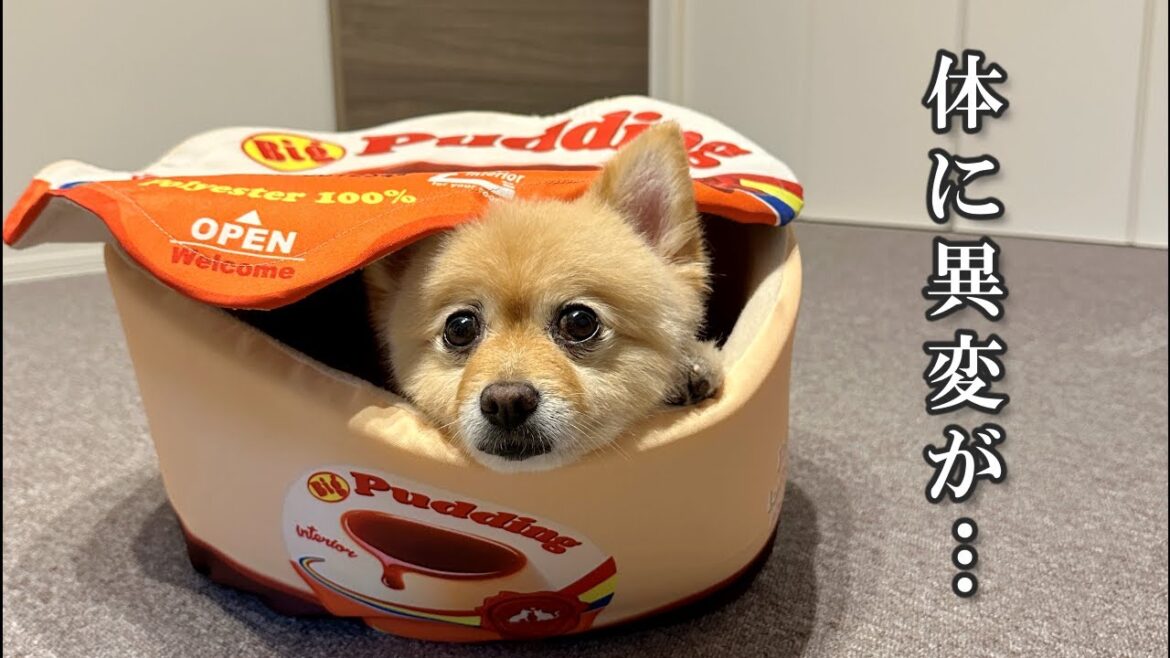 【ご報告】愛犬の体に腫瘍のような物ができたので病院に行ってきました…