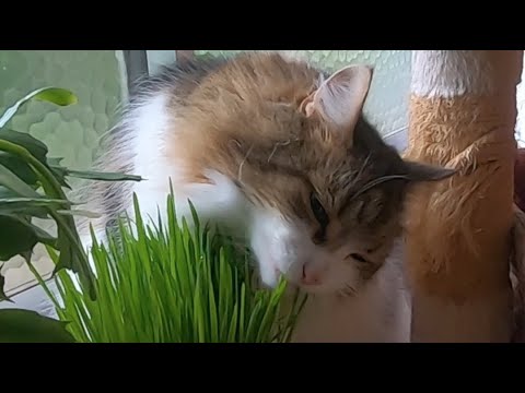 清々しい〜草を喰む姿がきれいな猫 清々しい〜草を喰む姿がきれいな猫