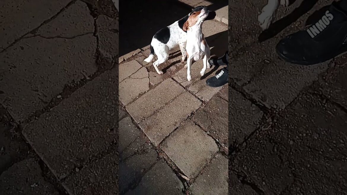 ⚡Smooth Fox Terriers - black and brown 🔥❤😃#shorts